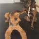 Photo credit: new daycare place. FluterPup is experimenting with new ways to style her ears? Or wondering what she would look like in a hat.